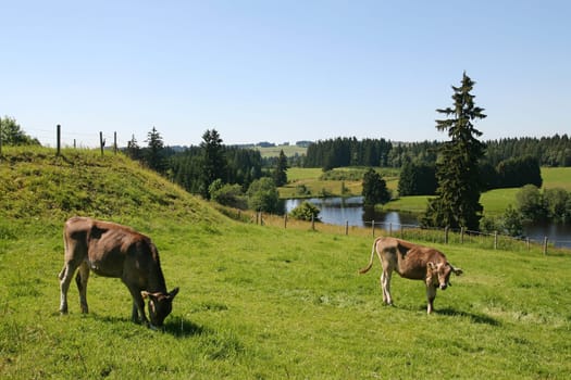 Calves in the pasture