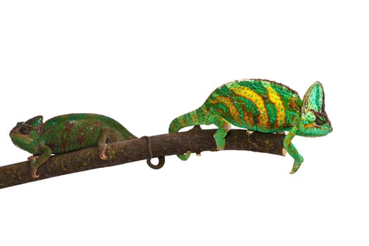 Chameleon