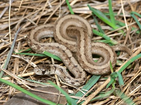 A Brown Snake (Storeria dekayi) at Deer Run Forest Preserve in northern Illinois.