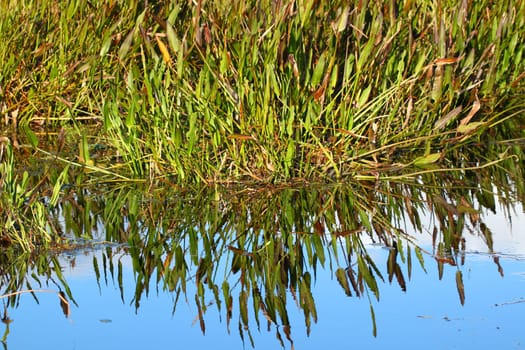 Wetland background scenery from a central Florida swamp.