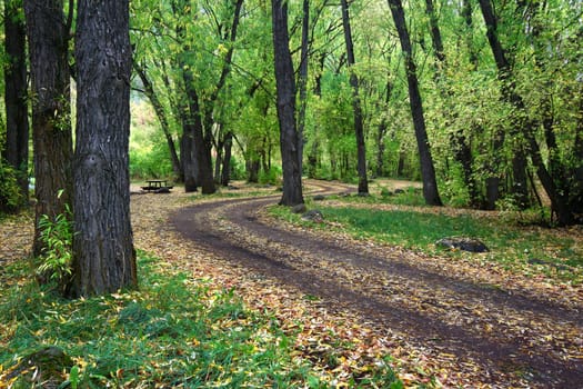 Rustic dirt road through the Cache National Forest of northern Utah.