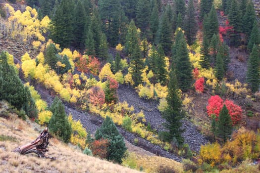 Fall colors blanket a hillside woodland of Cache National Forest in northern Utah.