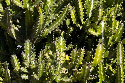 Cactus in Lanzarote,Spain