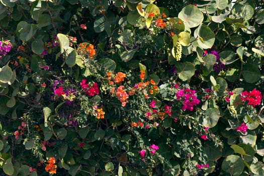 Canarian flora,Lnzarote,Spain