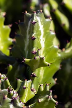 Cactus in Lanzarote,Spain