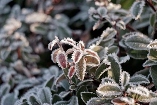 frozen red vine leaves in late autumn in a sunny morning