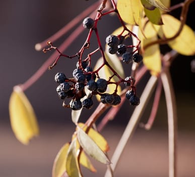 withered bunch of grapes in a late autumn