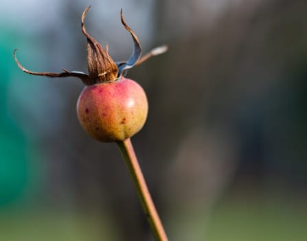 yellow-red rosebud in a dry autumn day