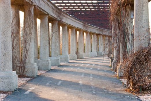 the way between the multitude of columns entwined with vines