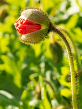Rising bud,flower,close-up of a plant