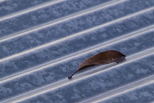 A dried dead leaf on a corrugated iron roof
