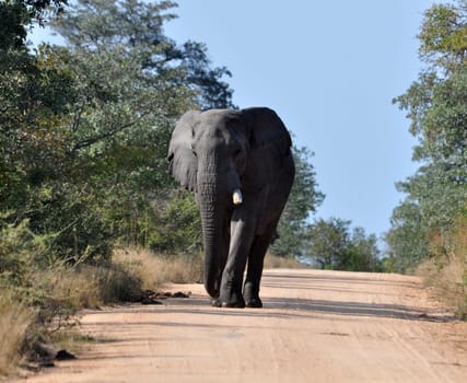 An African Elephant in the Kruger Park, South Africa