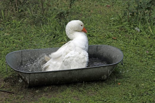 Lippe goose bathing in a tub