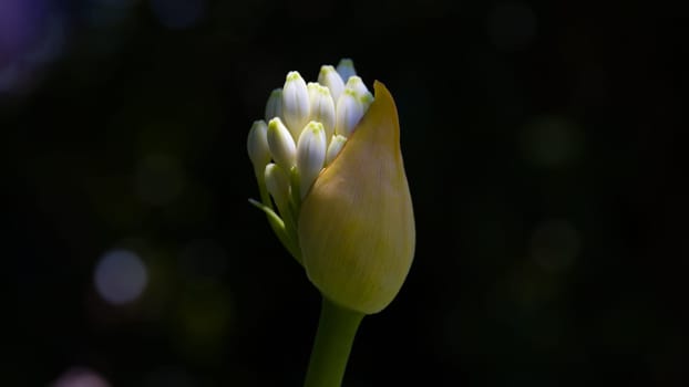 A budding flower with a dark background