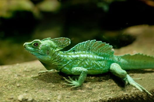 Green Basilisk (Basiliscus plumifrons)