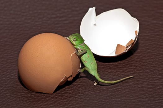 Chameleon
