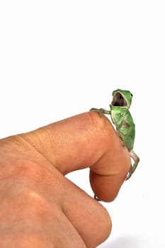 Chameleon