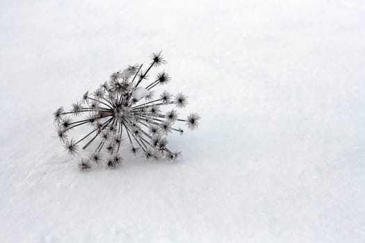 Still Life of Winter