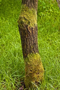 moss on the trunk of the tree in southern poland