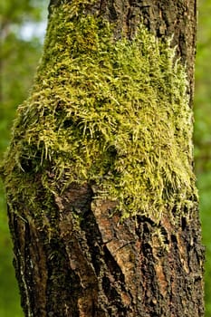 moss on the trunk of the tree in southern poland