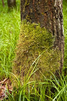 moss on the trunk of the tree in southern poland
