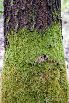 moss on the trunk of the tree in southern poland