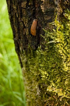 moss on the trunk of the tree in southern poland