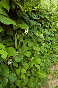 bean climbing plants on the garden bed in the summertime with pillar from string