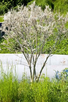 tree coated with webs with cocoons of caterpillars