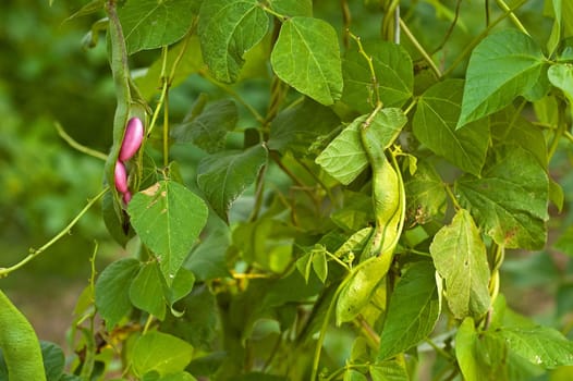 bean on the branch in the vegetable-garden