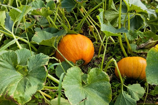a view of a small pumpkin,still on the vine in the garden,ready for harvest.