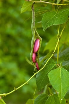 bean on the branch in the vegetable-garden