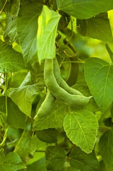 bean on the branch in the vegetable-garden