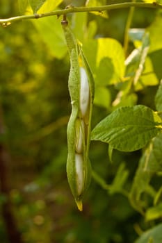 bean on the branch in the vegetable-garden