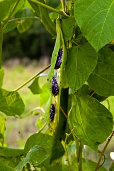 bean on the branch in the vegetable-garden