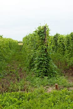 bean climbing plants on the garden bed in the summertime with pillar from string