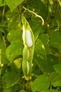 bean on the branch in the vegetable-garden