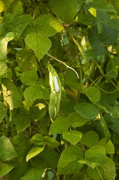 bean on the branch in the vegetable-garden