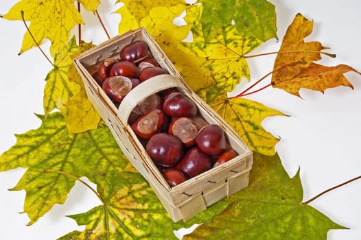 autumn leaves and chestnuts on the white background