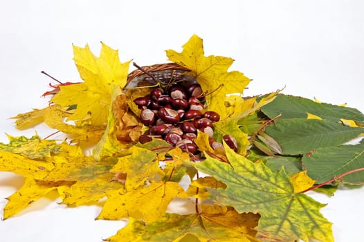 autumn leaves and chestnuts on the white background