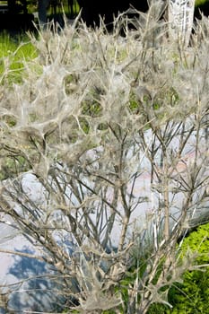 tree coated with webs with cocoons of caterpillars