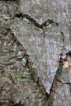 Bark Heart in the Habichtswald