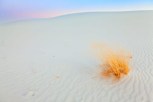 Image of the gypsum dunes and grasses at White Sands