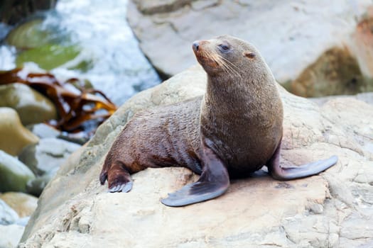 A Hookers Seal Lion resting on a rock on the New Zealand coast.