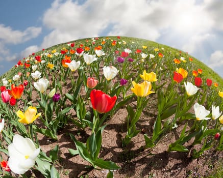 Fisheye image of a bed of tulips in spring