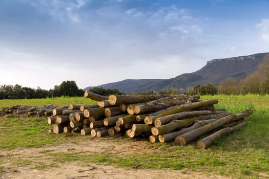 Rural Scene, oak trees cut for firewood. Cogolls, Barcelona Spain