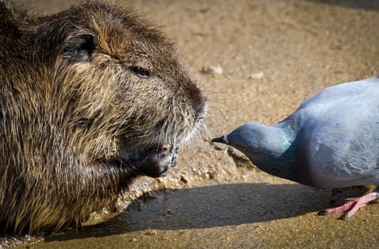 The rat and pigeon curious, curious animal scene