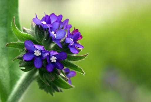 Anchusa officinalis