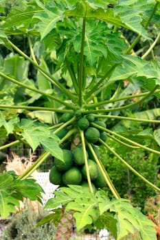 Papaya fruits hanging unripe on the tree