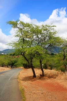 Tree on the side of the road on parched ground
